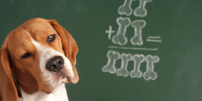 Les 10 races de chien les plus intelligentes 