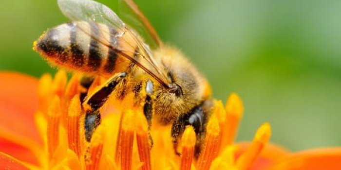 Il n-y a pas pire que ces 10 piqures d-insectes