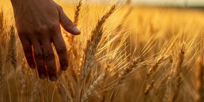 Aliments anti-inflammatoires : les fibres des cereales protegent le coeur
