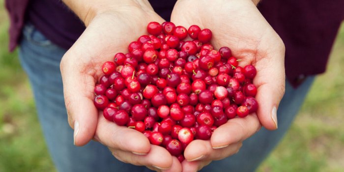 Connaissez-vous les 7 bienfaits (insoupconnes) de la cranberry pour votre sante ?