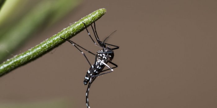 Moustique tigre : les departements ou il y a le plus d-arboviroses