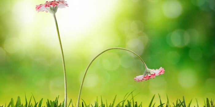 Dysfonction erectile : 5 plantes et epices qui vous redonnent de la vigueur