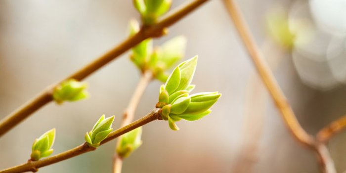 Gemmotherapie : 5 bourgeons qui baissent votre cholesterol