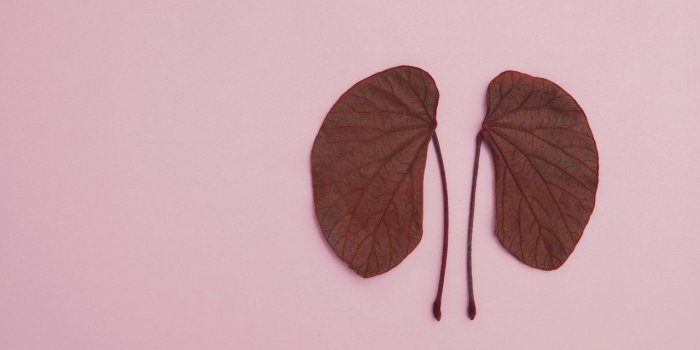 18 aliments mauvais pour vos reins