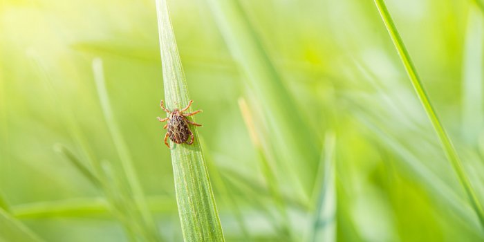 Maladie de Lyme : les regions ou les tiques sont les plus dangereuses