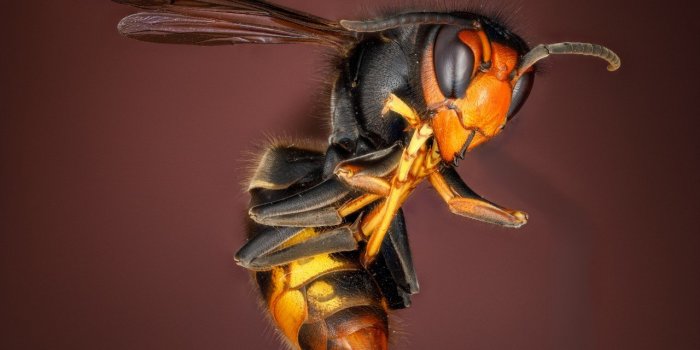 Frelon asiatique : comment reconnaitre sa piqure ?