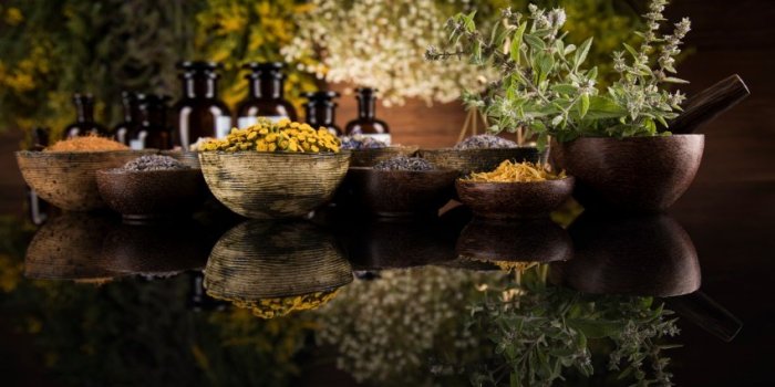 Phytotherapie : 9 plantes medicinales a faire pousser