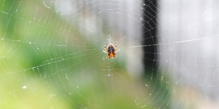 Araignees : 6 astuces pour vous en debarrasser a la maison