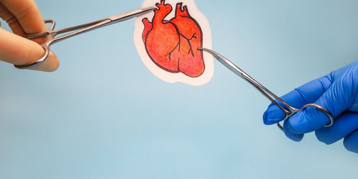Quels sont les organes que l’on peut greffer ?