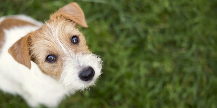 Chien : la race d’un chien ne predit pas son risque de morsure
