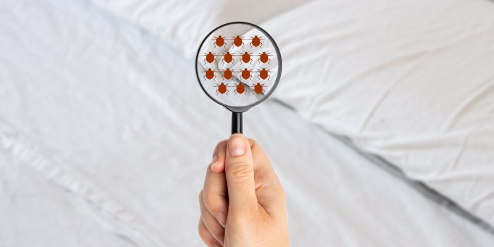 7 maladies favorisees par les acariens