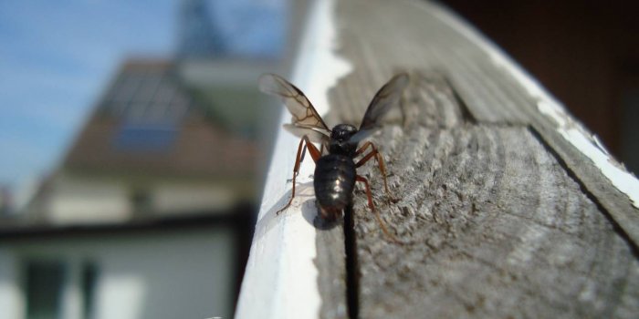 Fourmis volantes : 15 astuces naturelles pour les repousser