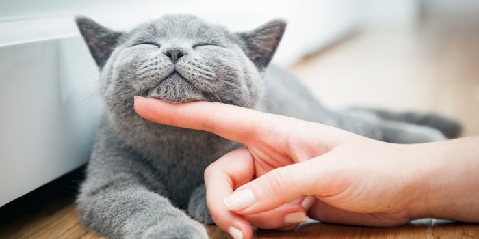 5 astuces pour rendre votre chat plus heureux