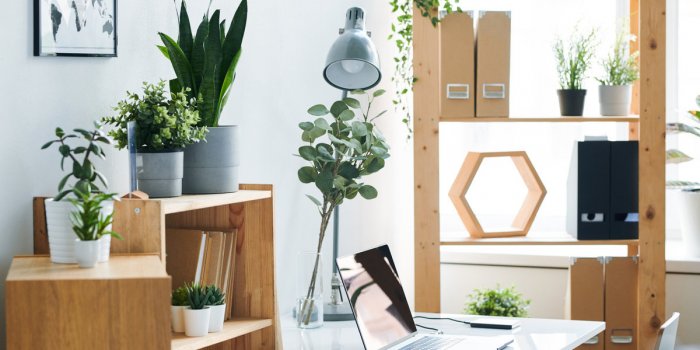 7 plantes d’interieur a mettre au bureau des la rentree