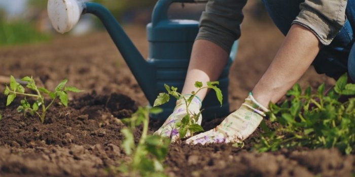 Alzheimer, vitamine D, osteoporose… Les bienfaits du jardinage sur la sante