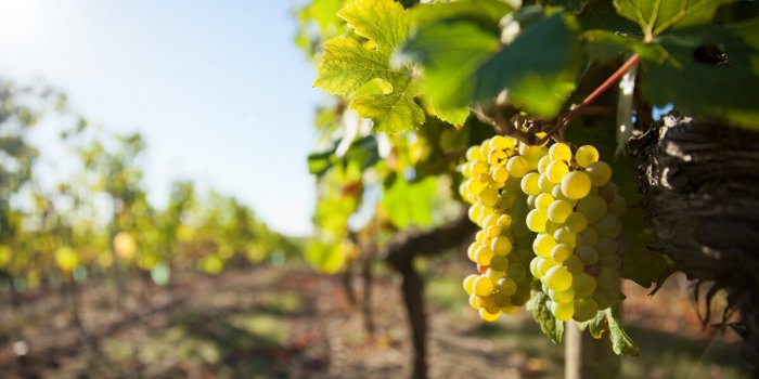 Raisins : 5 raisons d’en manger