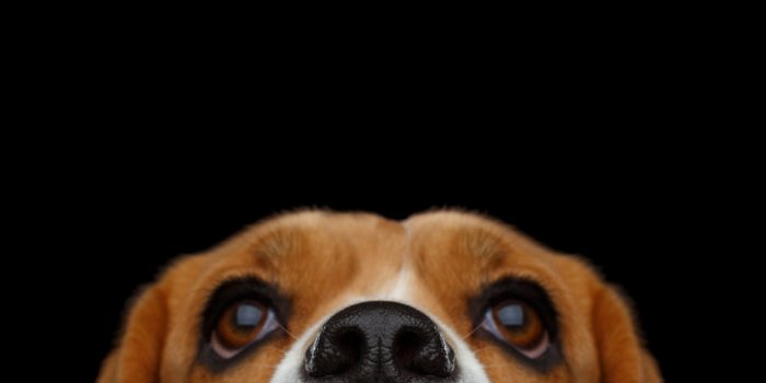 6 maladies que les chiens peuvent detecter