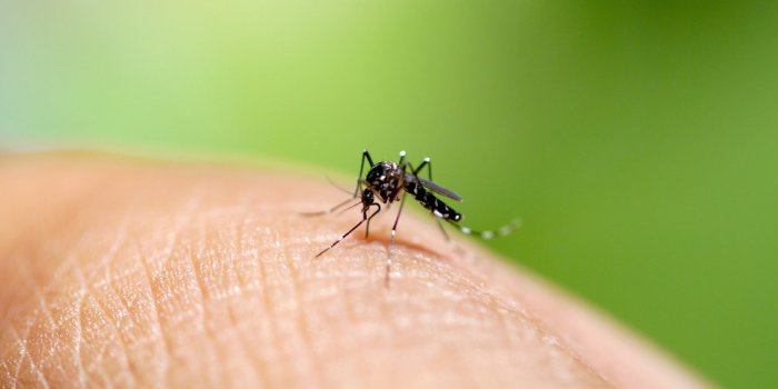 Moustique tigre : quels sont les symptomes d-une piqure ?