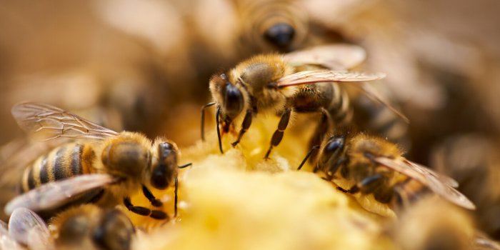 Sept maladies ameliorees et ou soignees par la propolis