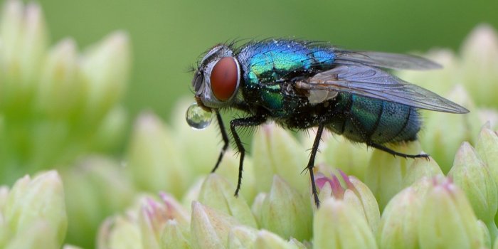 Mouches : 6 repulsifs naturels pour s’en debarrasser