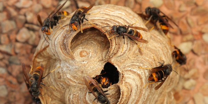 Frelons asiatiques : 6 astuces pour s’en debarrasser sans pesticides
