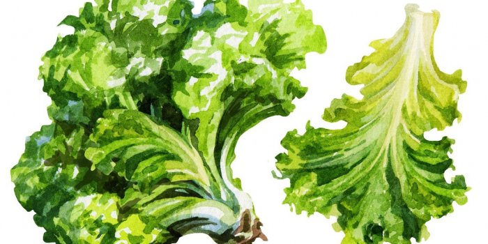 Salmonelle : les legumes a feuilles peuvent vous contaminer