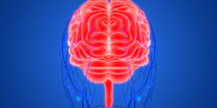 Comment reparer une malformation arterio-veineuse dans le cerveau : les images au bloc
