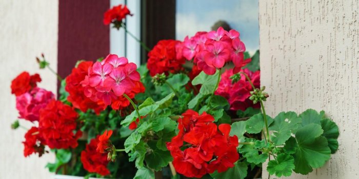 10 plantes qui eloignent les moustiques