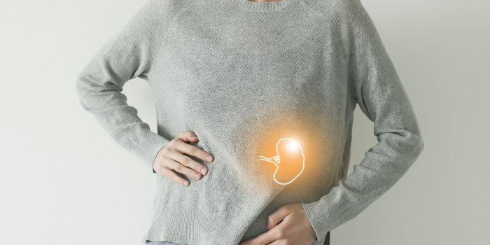 La rate : zoom sur cet organe meconnu et les signes a reperer en cas d’anomalie