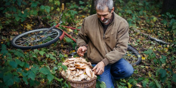 L-Anses alerte sur les risques d-intoxication lors de la cueillette de champignons