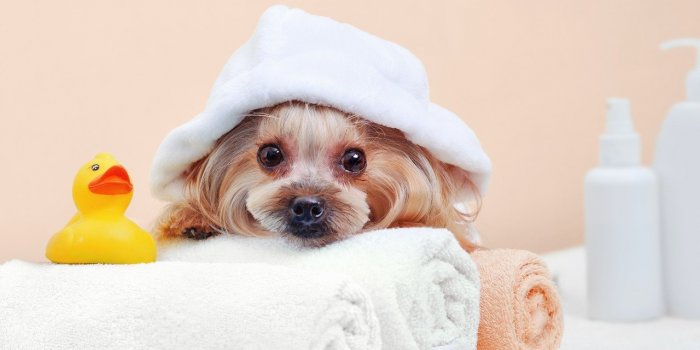 Chien : les huiles essentielles a ne surtout pas utiliser