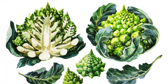 13 aliments riches en omega 3 qui luttent contre l-atherosclerose