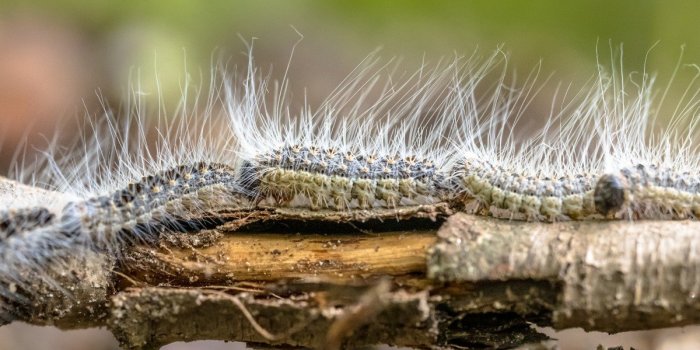 Chenilles processionnaires : 7 moyens de se proteger