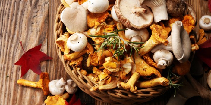 Les 5 meilleurs champignons pour la sante