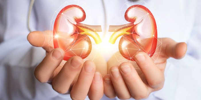 Reins : 5 causes courantes de lesions renales