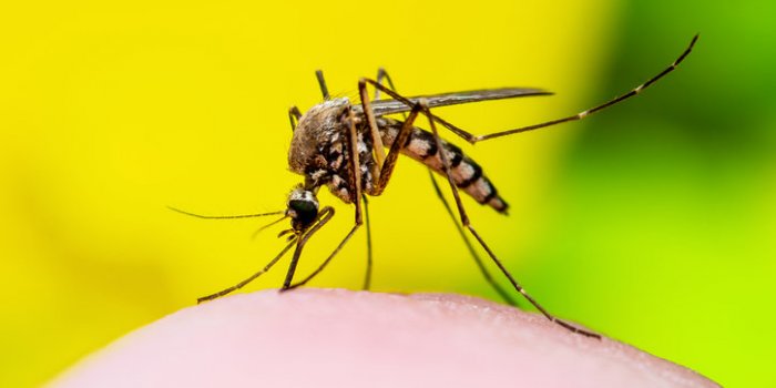 La liste des meilleurs repulsifs anti-moustiques