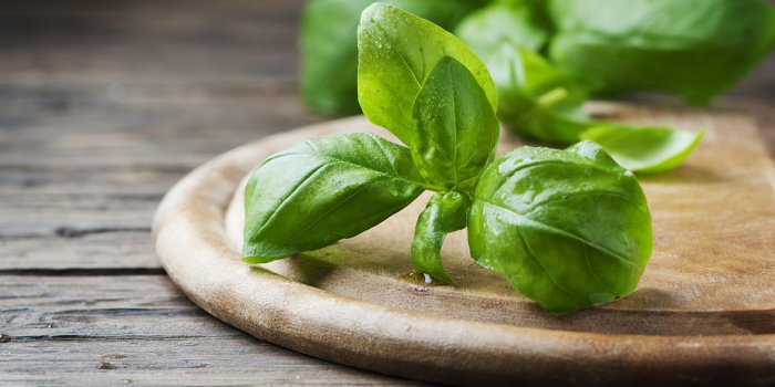 Les 7 bienfaits sante du basilic